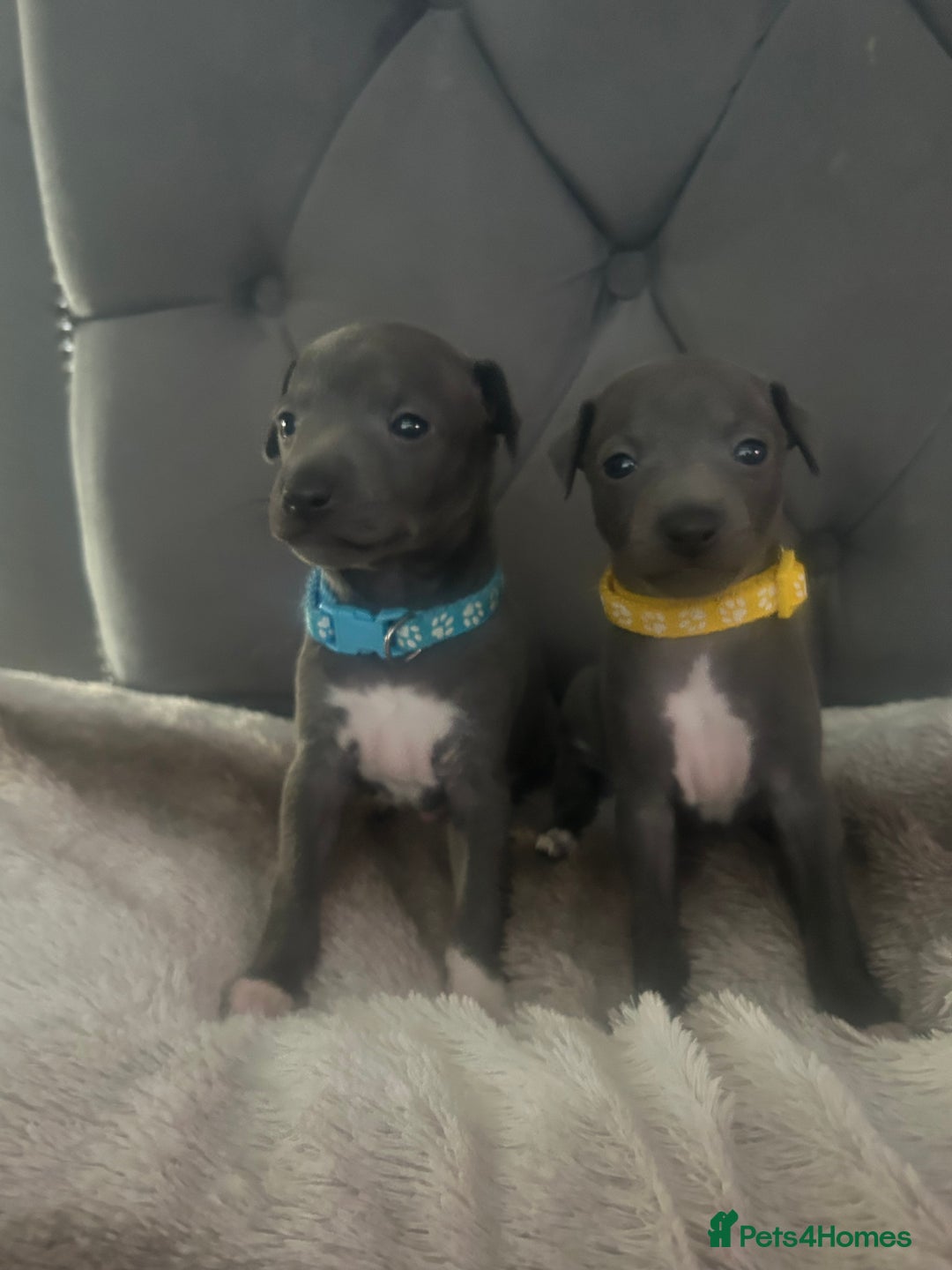 Italian Greyhound dogs for sale: 1 boy left  - Image 2