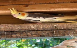 Cockatiels birds for sale: Baby Cockatiels, aviary bred - Image 8