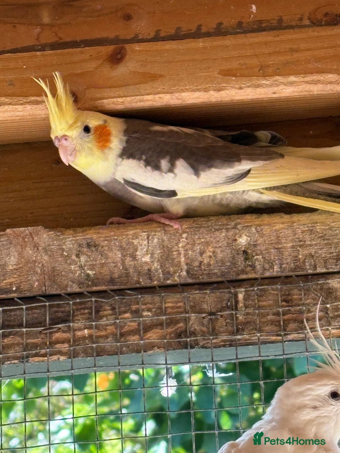 Cockatiels birds for sale: Baby Cockatiels, aviary bred - Image 8