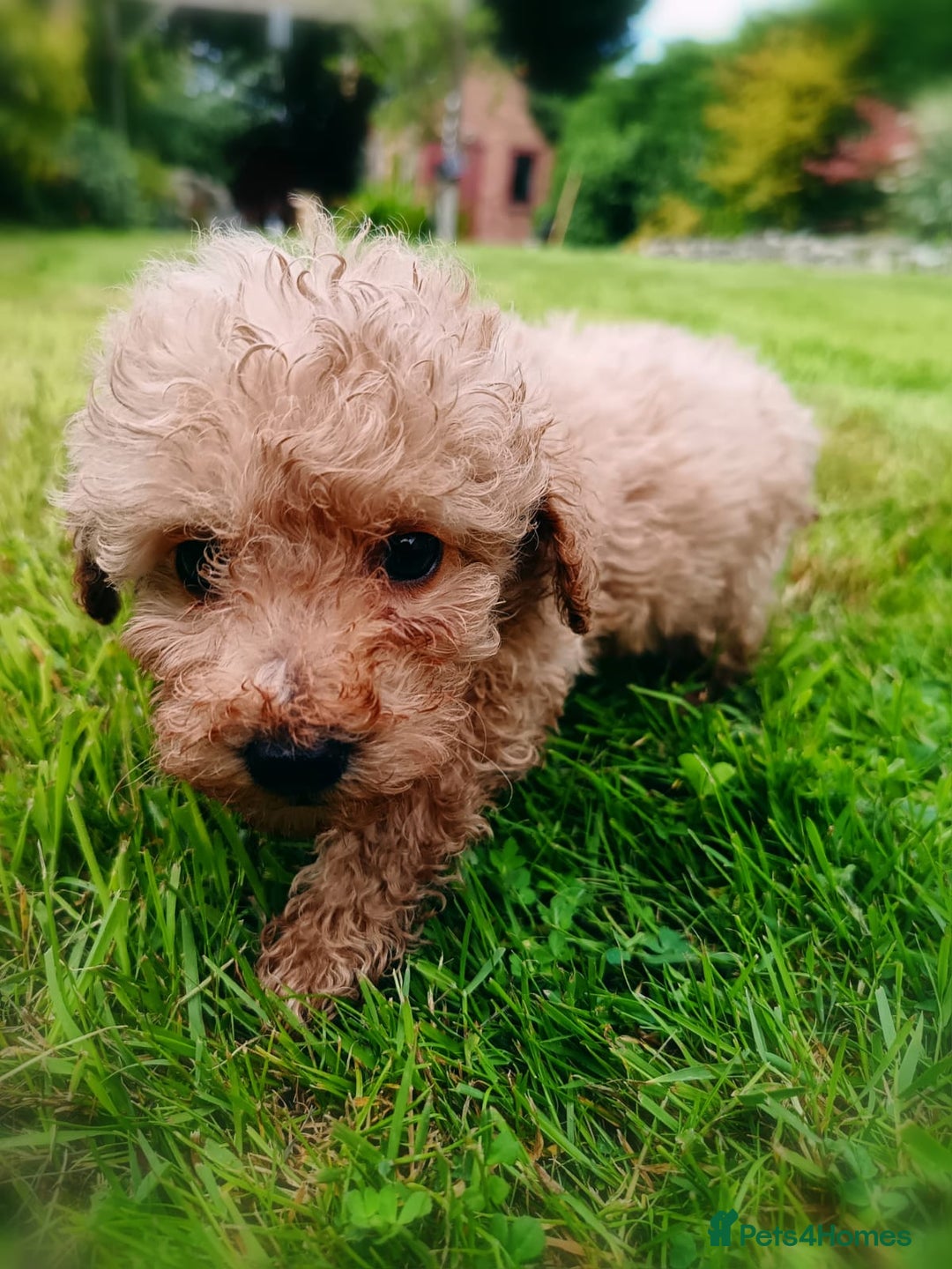 Toy Poodle dogs for sale: Toy Poodles from k.c.registered DNA tested parents - Image 8