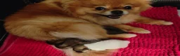 Pomeranian dogs for sale: Pom girl from 5⭐ licensed breeder - Advert 16
