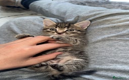 Domestic Shorthair cats for sale: Adorable tabby/bengal kittens to a good home - Image 29