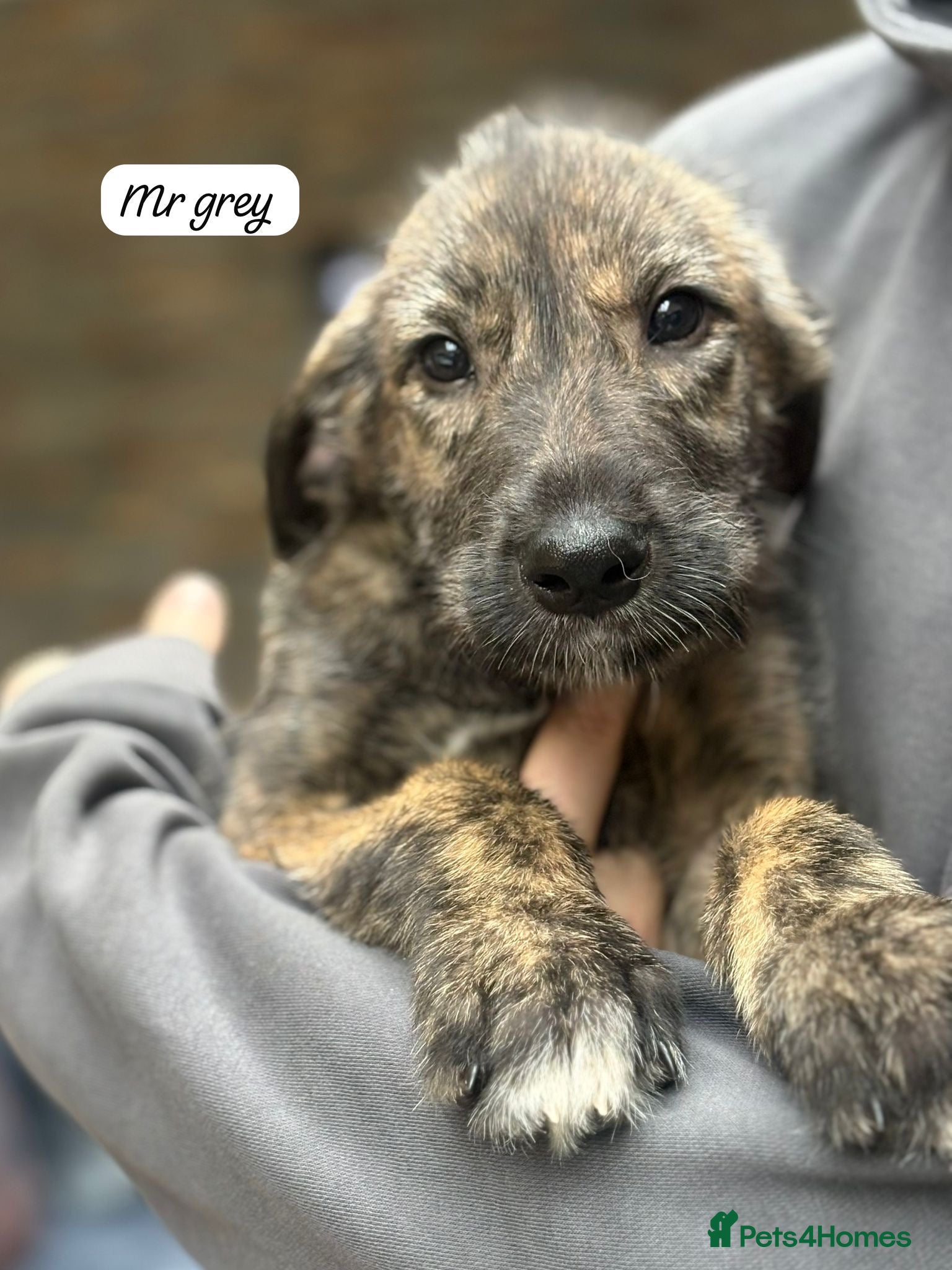 Irish Wolfhound dogs KC reg exceptional Irish Wolfhound Puppies - Advert 1