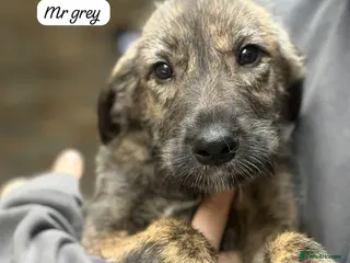 Irish Wolfhound dogs KC reg exceptional Irish Wolfhound Puppies - Advert 4