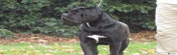 Cane Corso dogs for stud: Thor health tested proven Cane Corso for stud !!! in Cleethorpes - Advert 17