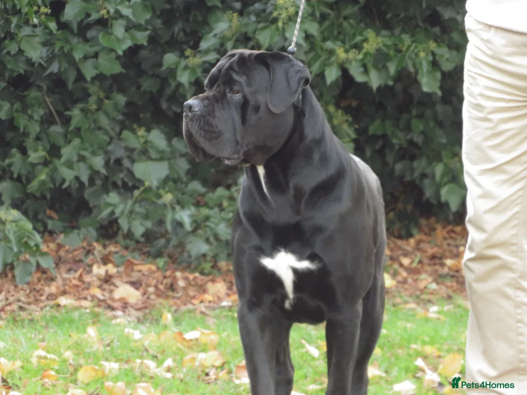 Cane Corso dogs for stud: Thor health tested proven Cane Corso for stud !!! in Cleethorpes - Advert 17