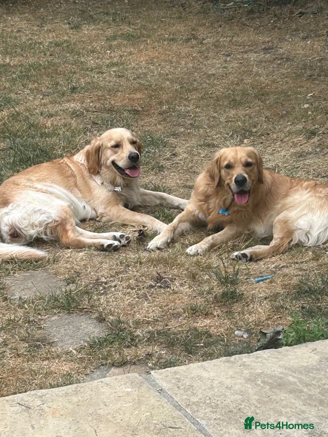 Golden Retriever dogs for sale: Golden retriever puppies for sale in Ashtead - Advert 10