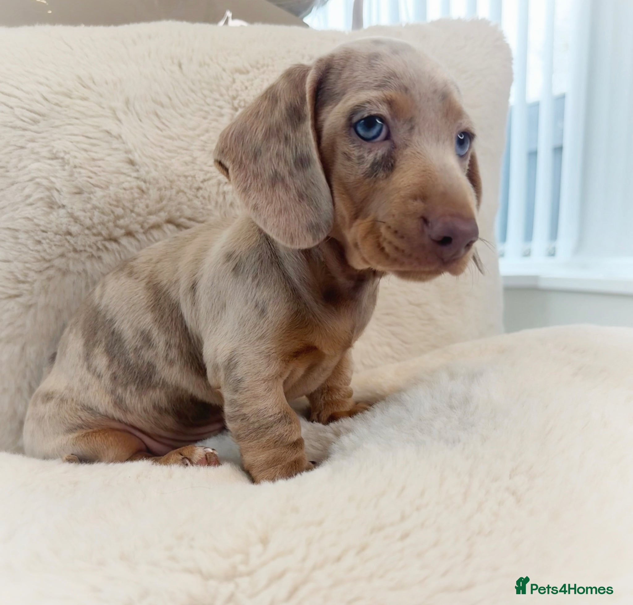 Miniature Dachshund dogs READY NOW KC Miniature Dachshunds 1 BOY LEFT    - Advert 1