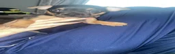 Mixed Breed dogs for sale: Bully cross puppies  - Advert 3