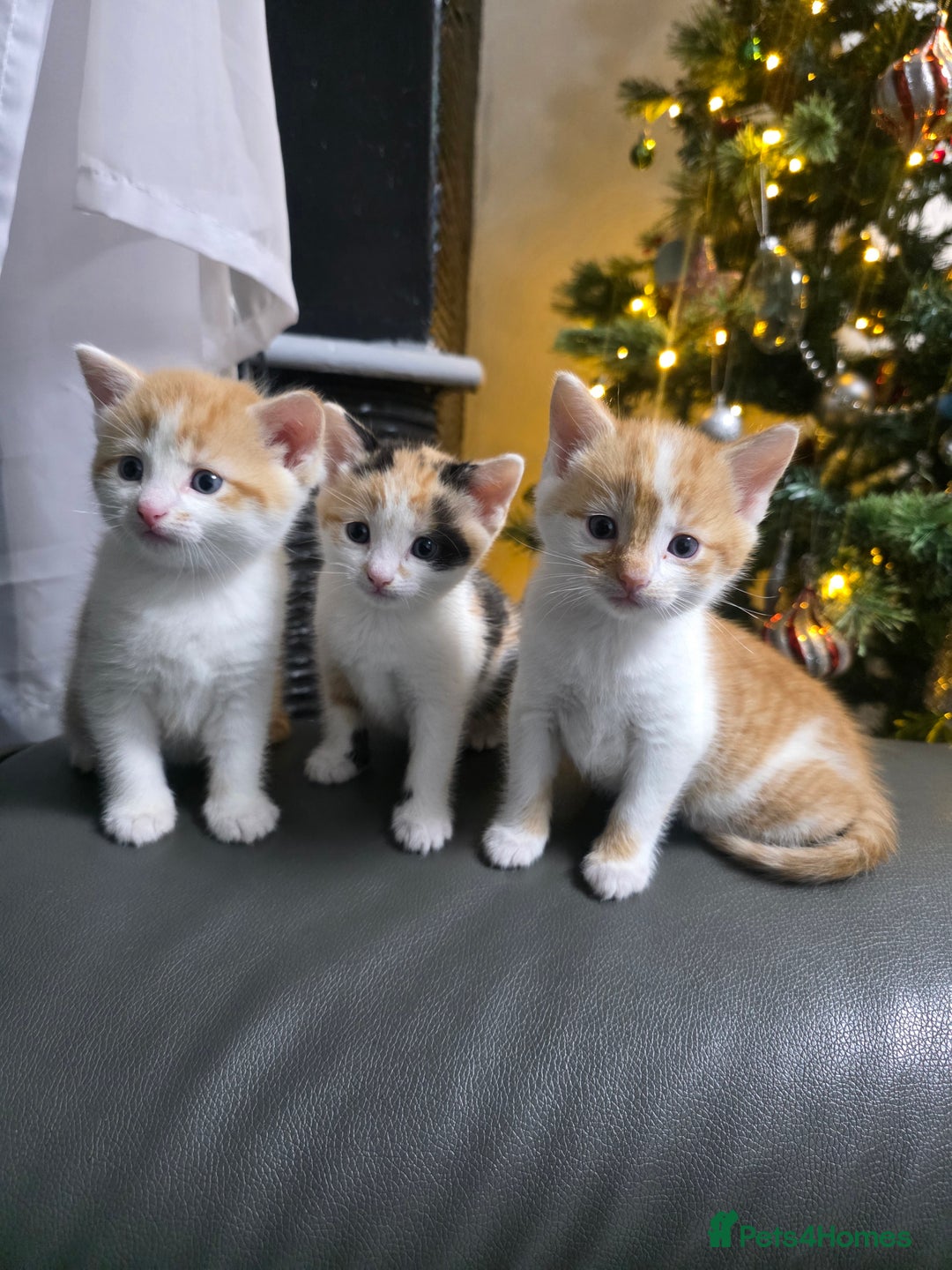 Mixed Breed cats for sale: Beautifull Kittens ready to go  - Advert 3