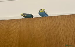 Budgerigars birds for sale: male budgie - Image 2