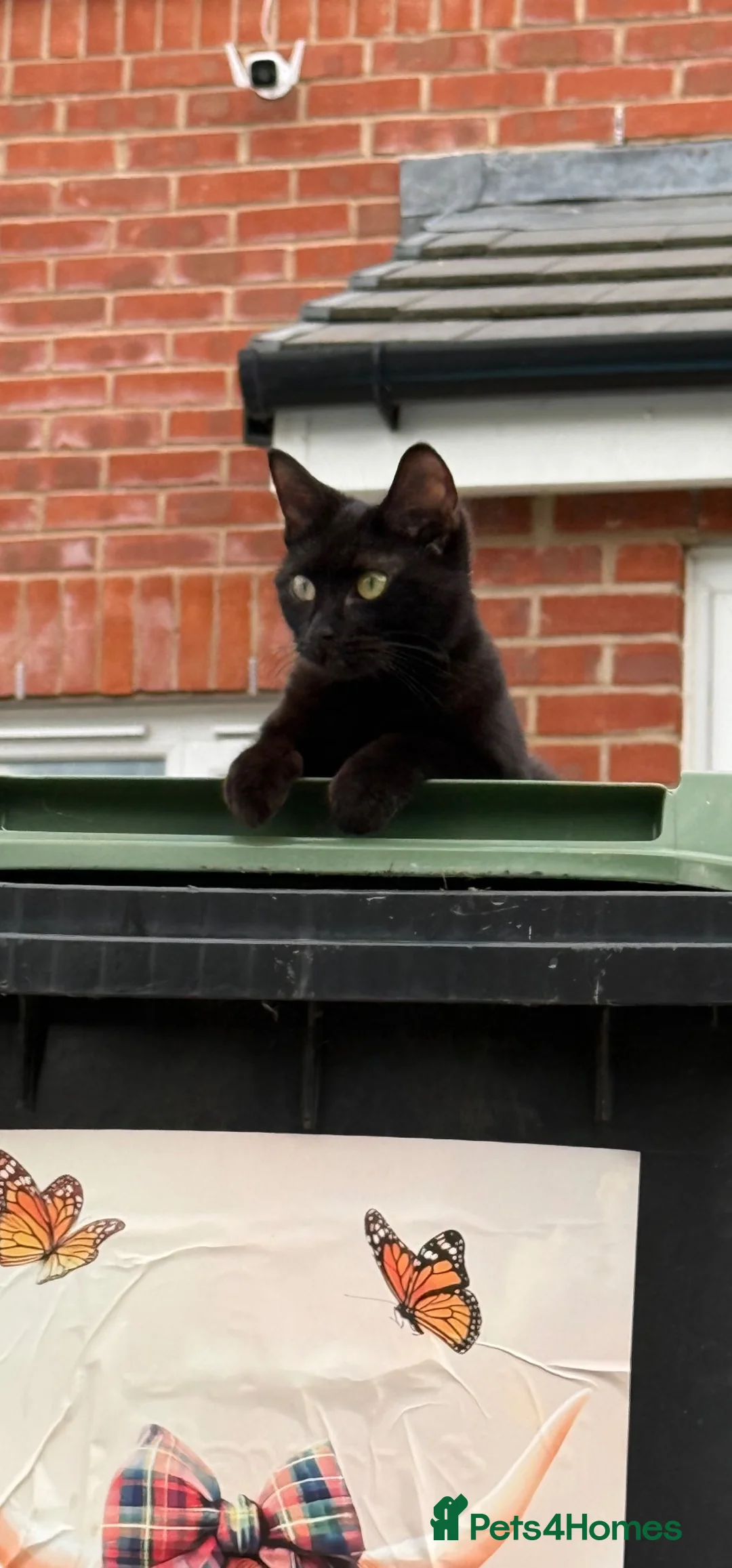 British Shorthair cats for sale: Black cat  in Havant - Advert 1