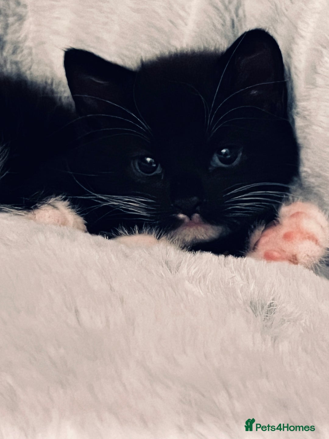 Mixed Breed cats for sale: 4 month old kittens looking for forever homes! - Advert 14