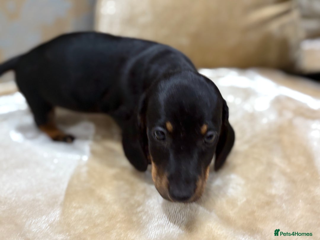 Dachshund dogs for sale: Miniature dachshund - Image 16