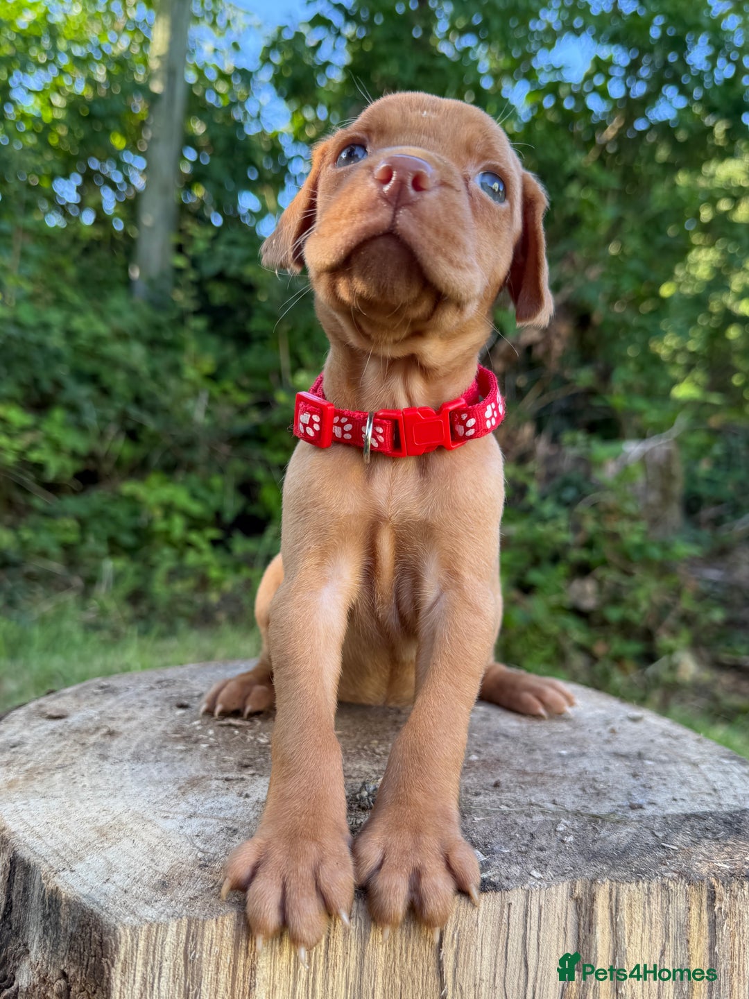 Hungarian Vizsla dogs for sale: Hungarian Vizsla Puppy -  KC Vizsla pups DNA Tested Hip Elbow Scored - Image 1