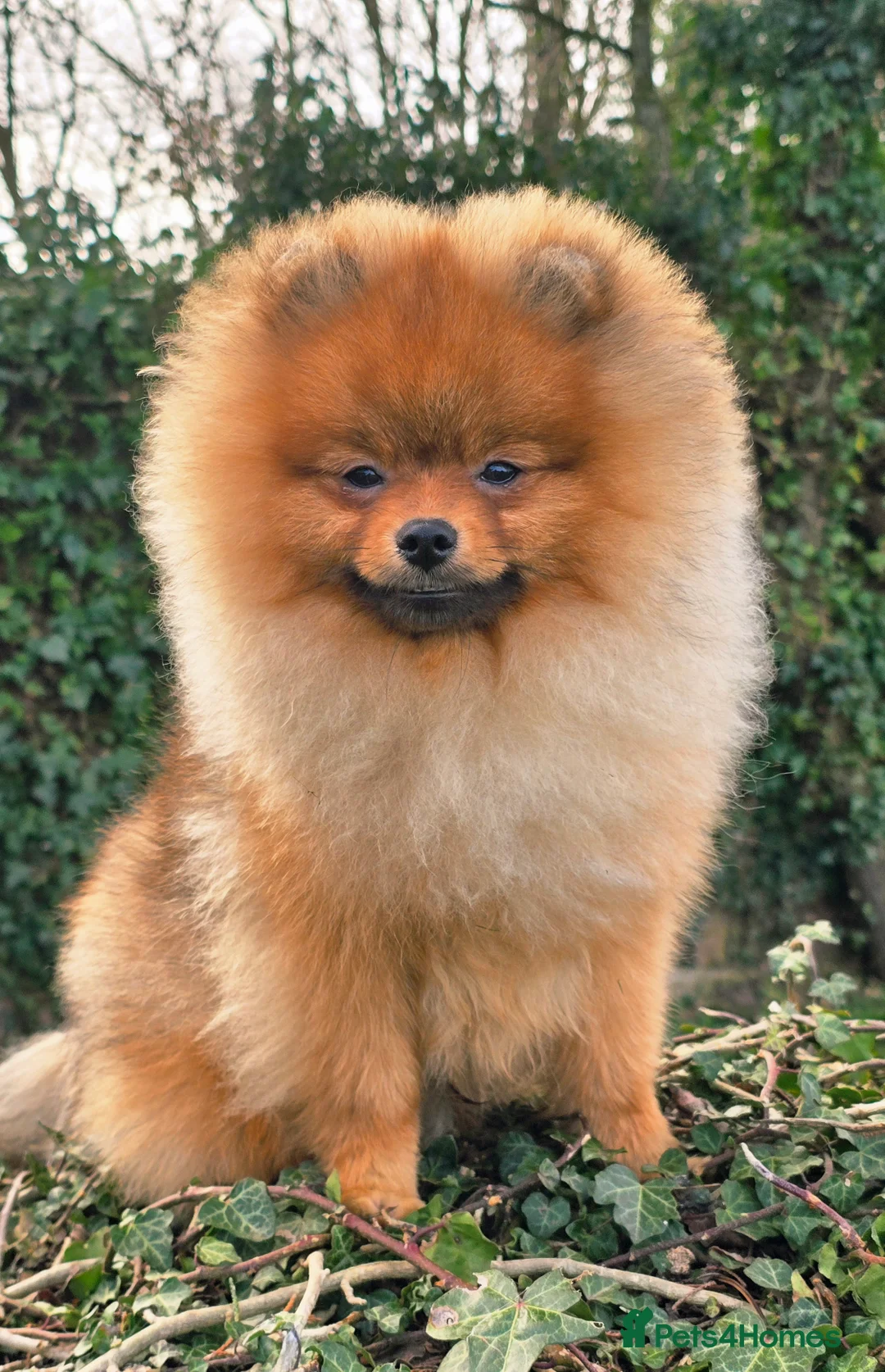 Pomeranian dogs for sale: *Stunning correct pomeranian 6 months male* - Advert 2