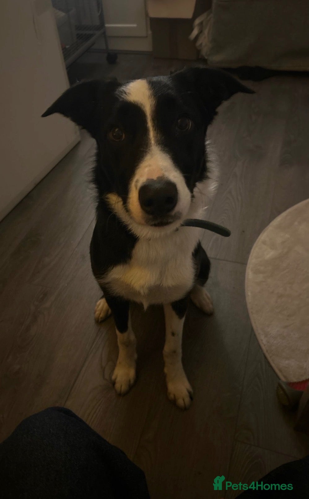 Border Collie dogs Border collie 8 months - Advert 2