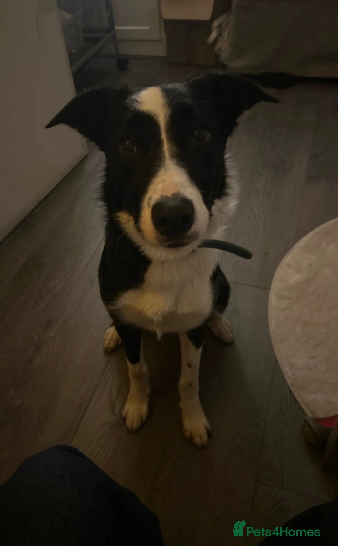 Border Collie dogs for sale: Border collie 8 months - Advert 1
