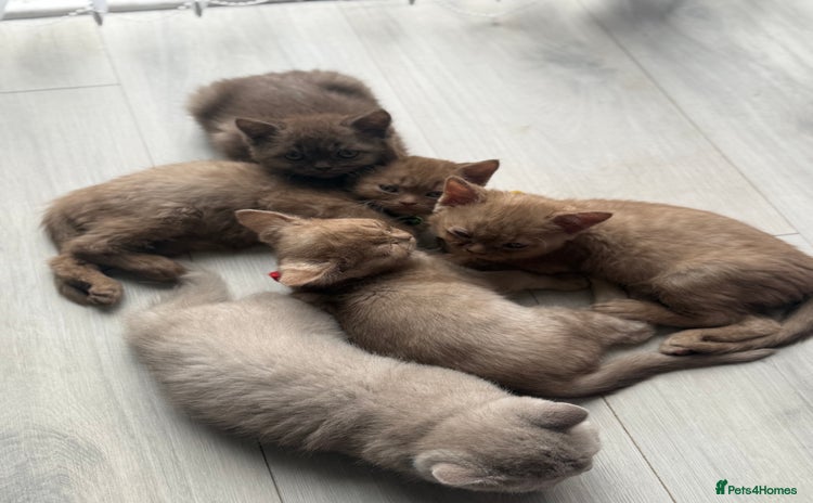 British Shorthair cats in Cradley Heath - Advert 4