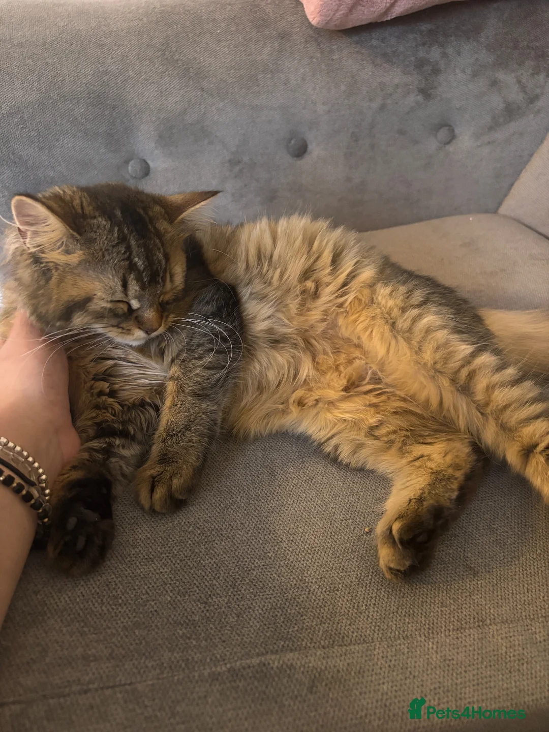 Mixed Breed cats for sale: URGENT GIRL NEED GOOD REHOMING in Bromley - Advert 12