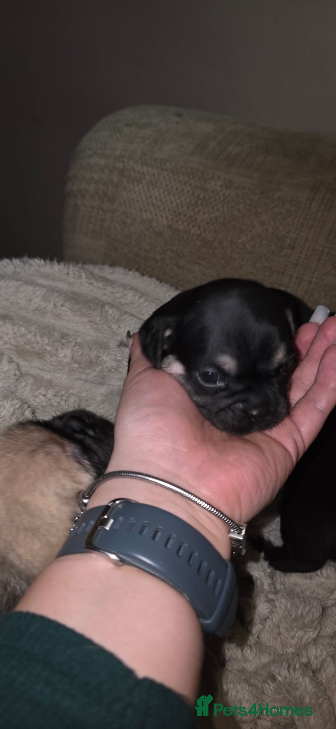 Mixed Breed dogs for sale: Mixed breed puppies for sale - Image 4
