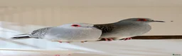 Doves birds for sale: Diamond Dove  in Templecombe - Advert 2