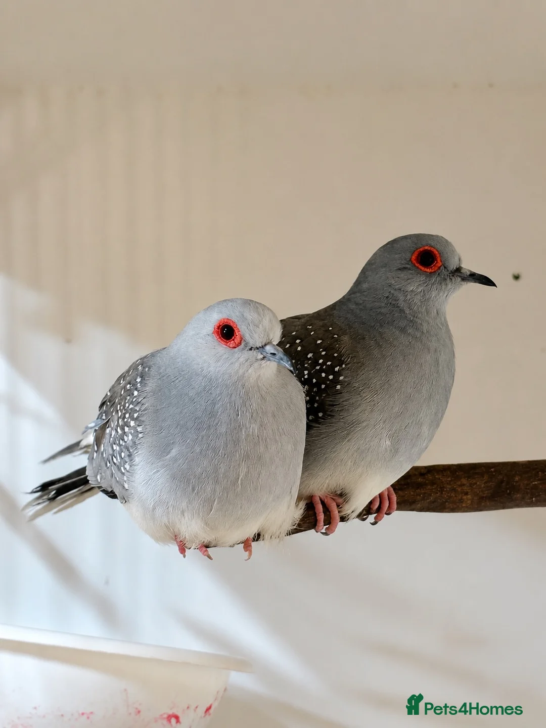 Doves birds for sale: Diamond Dove  in Templecombe - Advert 2