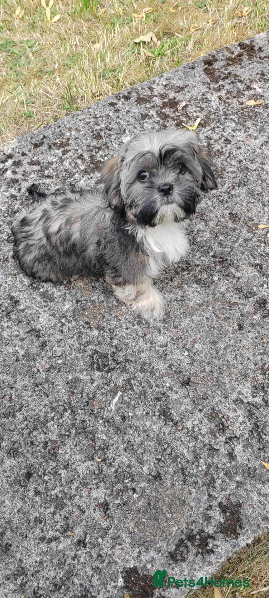 Shih Tzu dogs Puppies  - Advert 6