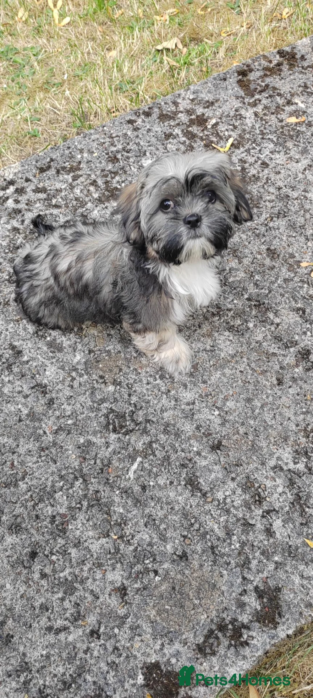Shih Tzu dogs for sale: Puppies  - Advert 1