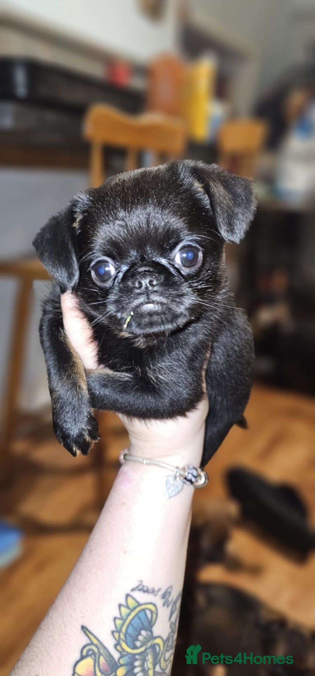 Griffon Bruxellois dogs for sale: Stunning Smooth Pedigree Griffons - Advert 15