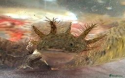 Axolotl reptiles for sale: Axolotls  - Image 5