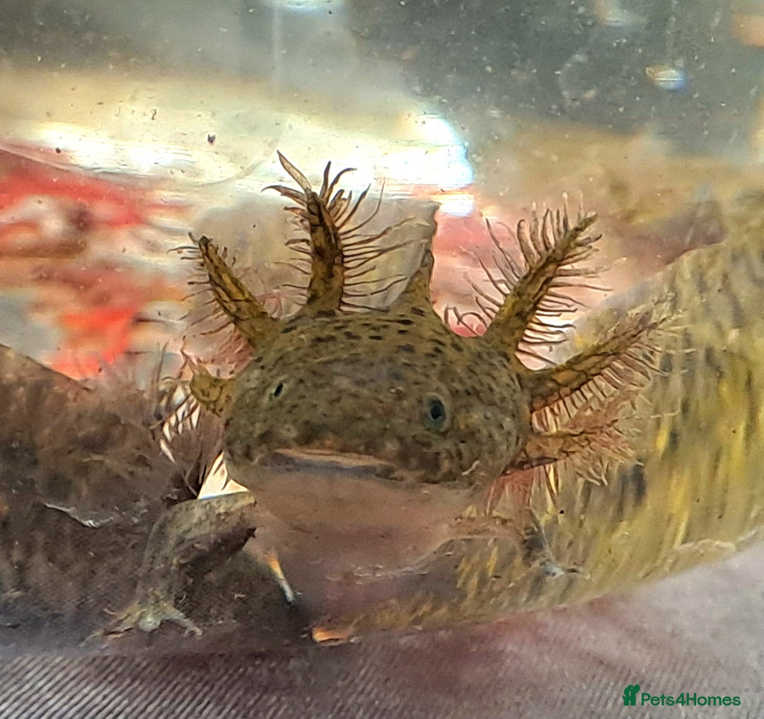 Axolotl reptiles for sale: Axolotls  - Image 5