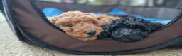 Miniature Poodle dogs for sale: Miniature Poodles in Northolt - Advert 17