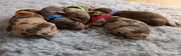 Miniature Dachshund dogs for sale: KC Registered Miniature Dachshunds - Advert 3