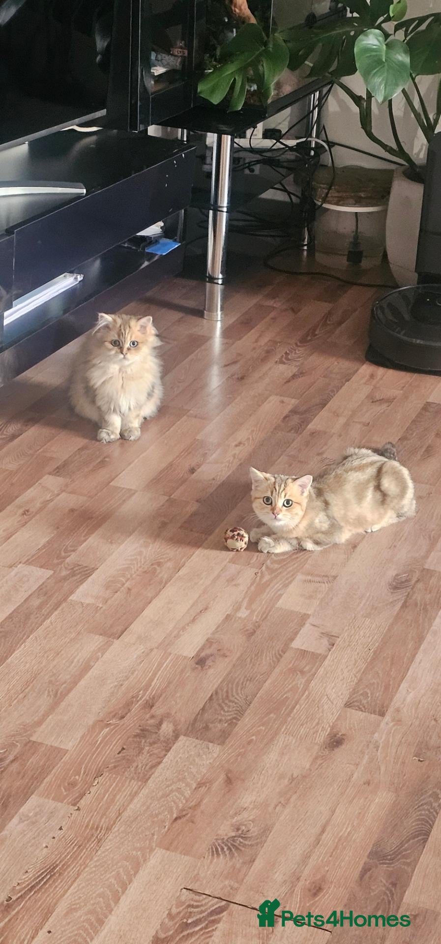 British Shorthair cats Bsh GOLDEN Chunky Kittens🐱 Ready go now - Advert 5