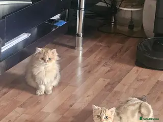 British Shorthair cats Bsh GOLDEN Chunky Kittens🐱 Ready go now - Advert 5