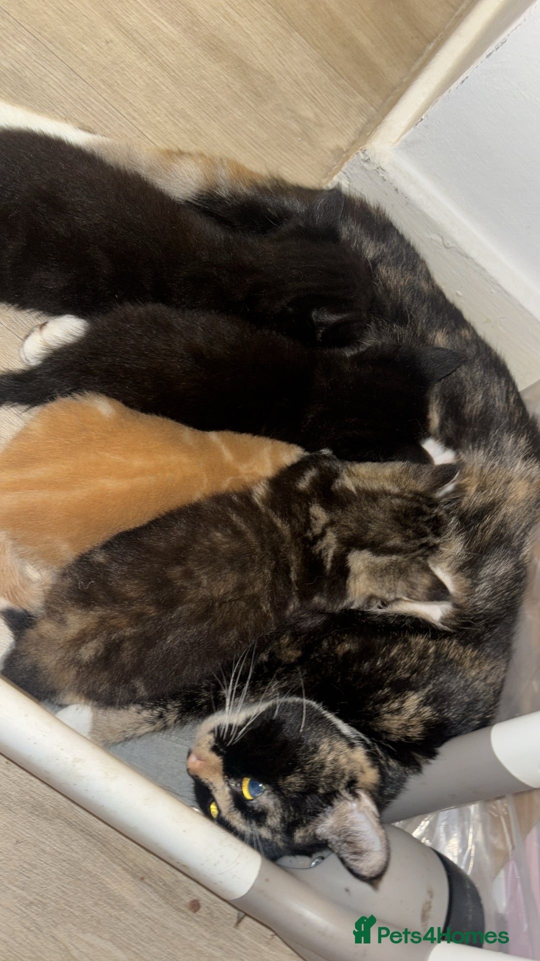 British Shorthair cats for sale: Beautiful kittens for sale 🩷💙 - Image 5