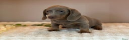 Miniature Dachshund dogs for sale: MINIATURE DACHSHUNDS  - Advert 8