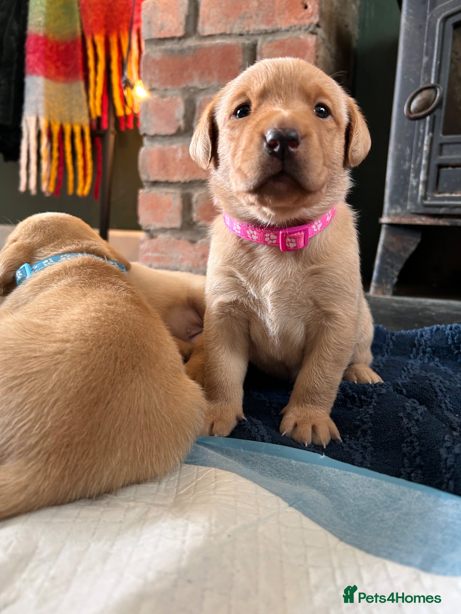 Labrador Retriever dogs for sale: KC Registered Rex Fox Labrador Puppies in Brecon - Advert 13