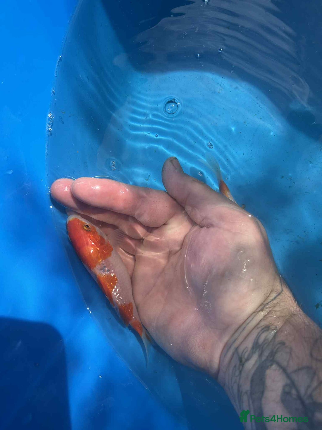 Koi Carp fish for sale: Koi for sale - Image 3