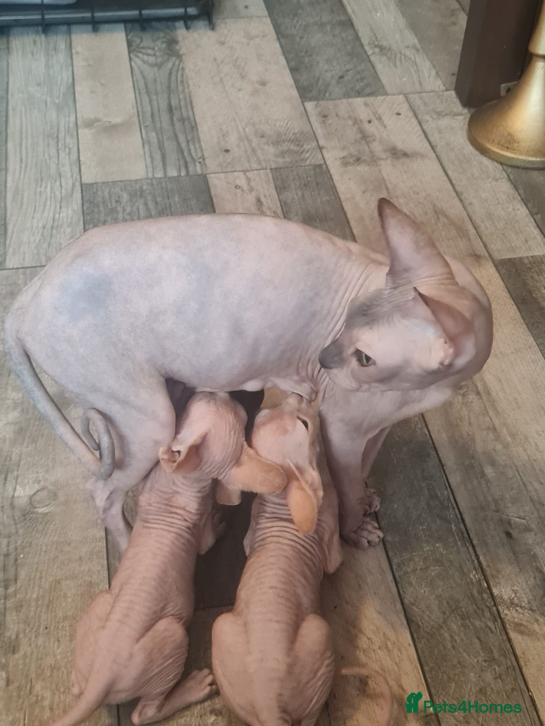Sphynx cats for sale: Sphynx kittens - Image 19