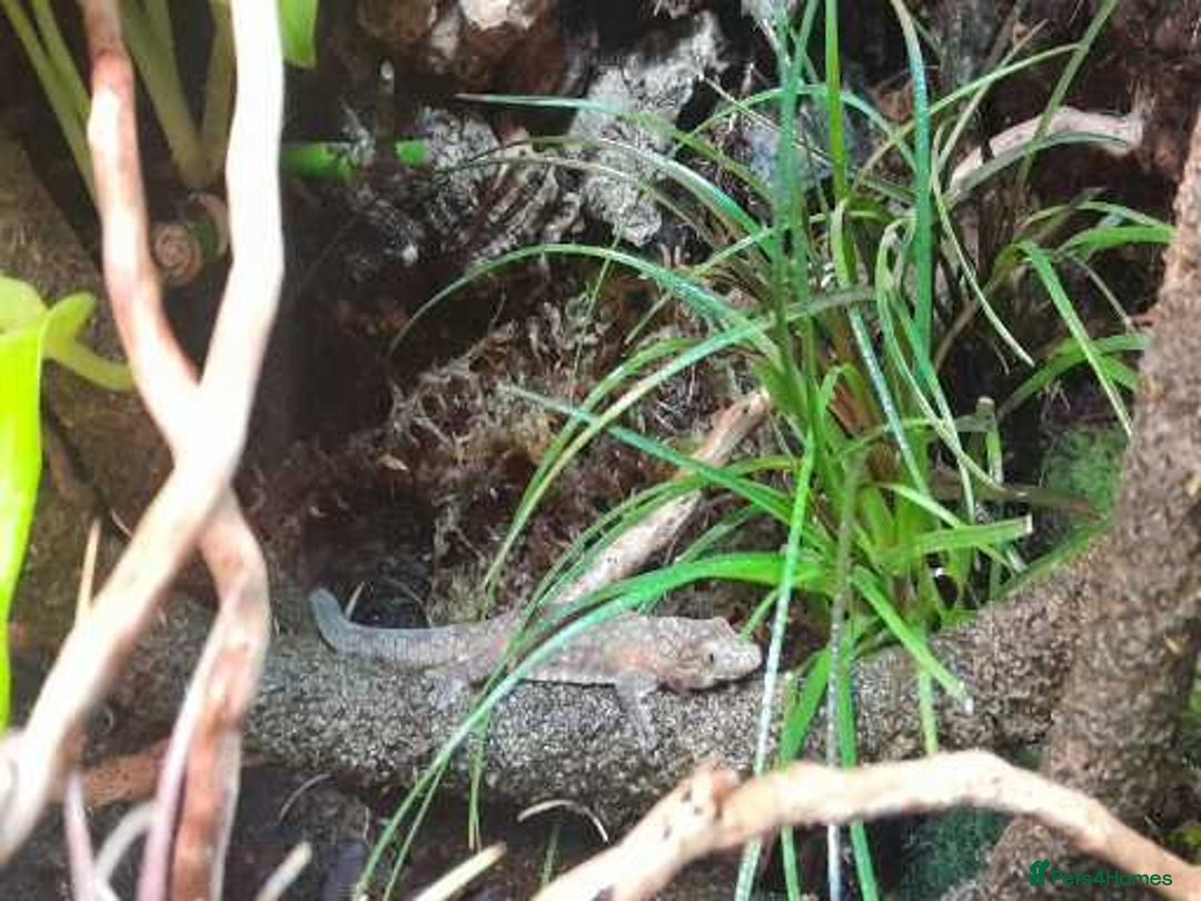 Gecko reptiles for sale: Bauer's Chameleon Gecko - Image 5
