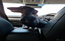 Miniature Dachshund dogs for sale: Miniature dashhound short hair - Image 3