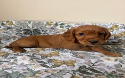 Cocker Spaniel dogs for sale: REDUCED KC Cocker Spaniel Boy £700 - Image 21
