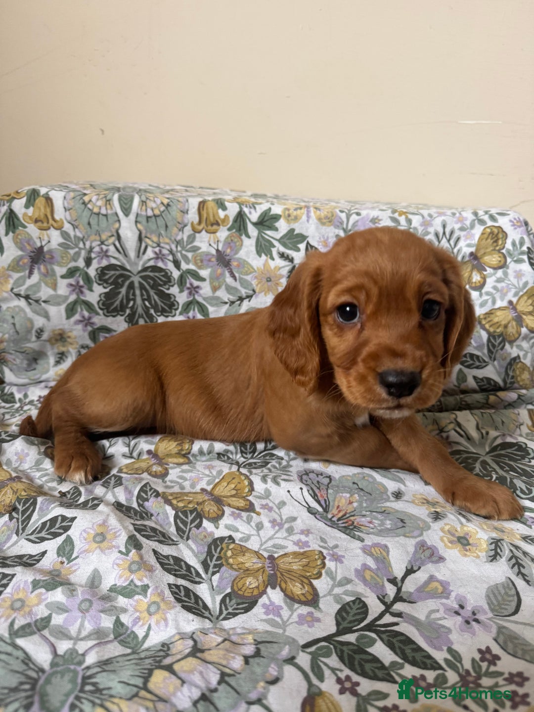 Cocker Spaniel dogs for sale: REDUCED KC Cocker Spaniel Boy £700 - Image 21