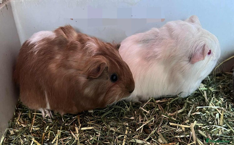 Guinea Pig rodents - Advert 14