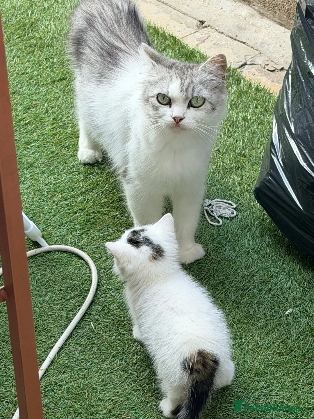 Persian cats for sale: Beautiful female Persian kitten  - Advert 6