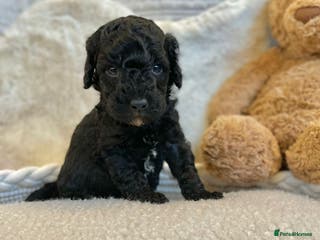 Cavapoo dogs Beautiful cavapoo puppies - Advert 9