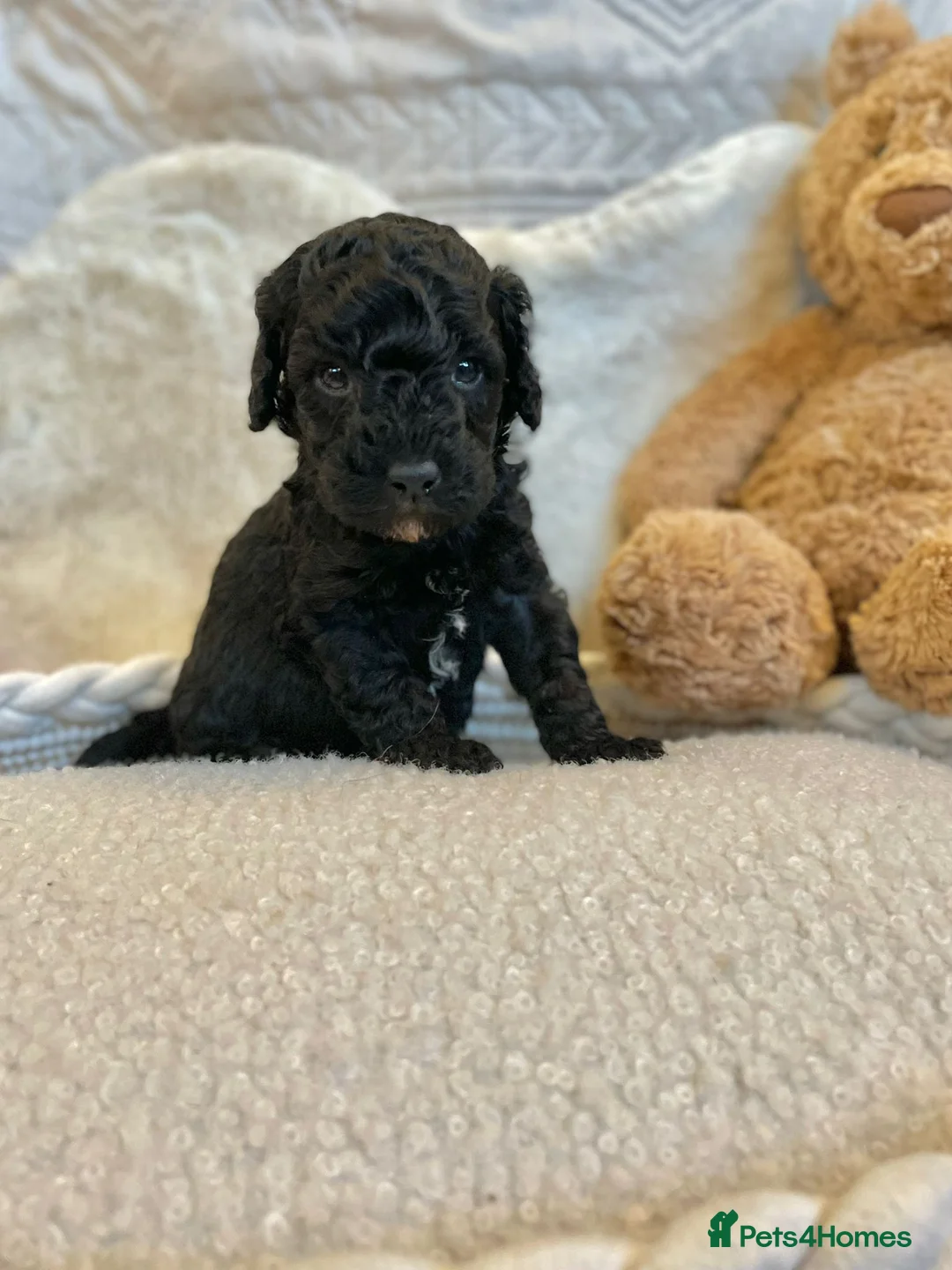 Cavapoo dogs for sale: Beautiful cavapoo puppies ready now - Advert 21