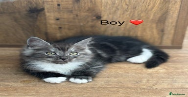 Mixed Breed cats - Advert 5
